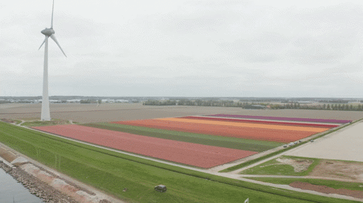 AB Vakwerk Tulpen Selectie Low