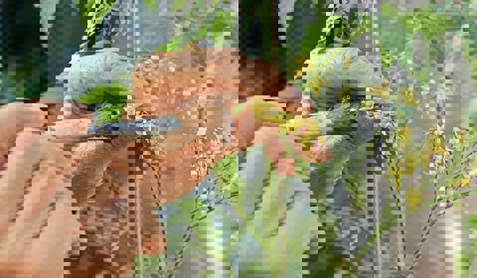 Bestuiven (1) Min
