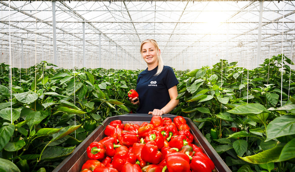 AB Vakwerk Hoogweg Marknesse A3A1661 AB